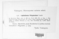 Leptostroma polygonatum image